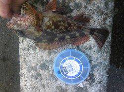 シラサと青虫でガシラ釣り！妻鹿（白浜）漁港