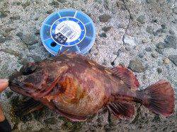 今日もメバルを求めて、灘浜へ。ガシラ・メバルの釣果