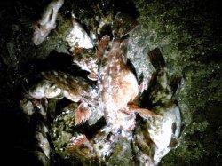 妻鹿（白浜）漁港 ウキ釣りでガシラ17匹！