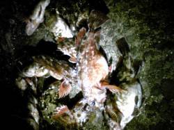 妻鹿（白浜）漁港 ウキ釣りでガシラ17匹！…