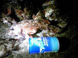 妻鹿（白浜）漁港 ウキ釣りでガシラ17匹！