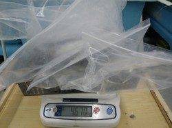 すさみの地磯 ヤエンでアオリイカ5ハイで6.47kg