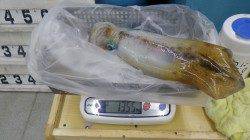 すさみ ヤエンでアオリイカ〜1.355g3杯