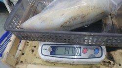 須江でヤエン釣り、キロアップ含む3杯の釣果☆