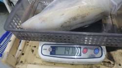 須江でヤエン釣り、キロアップ含む3杯の釣果…