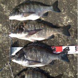 渡船利用でフカセ釣り、49cmを頭に4枚☆