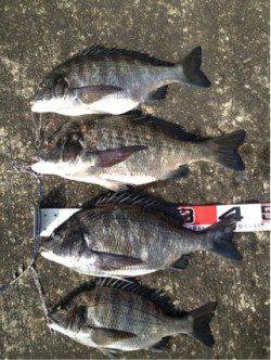 渡船利用でフカセ釣り、49cmを頭に4枚☆