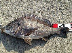 大阪南港 渡船利用のフカセ釣りでチヌ7匹