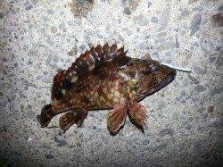 夕マズメに深日でメバリング、活性がよい日でした♪