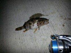 夕マズメに深日でメバリング、活性がよい日でした♪