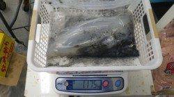 森の鼻 エギングでアオリイカ1175g