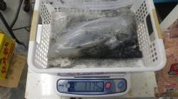 森の鼻 エギングでアオリイカ1175g