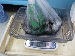 富田の地磯 エギングでアオリイカ705g