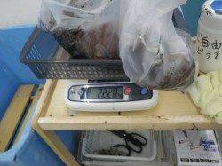 市江崎でヤエン釣り、アオリイカ2.22kg ↑
