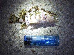 アジュール舞子～西舞子でのメバリング釣果