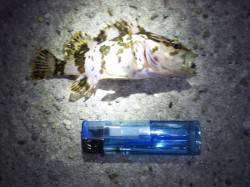 アジュール舞子～西舞子でのメバリング釣果