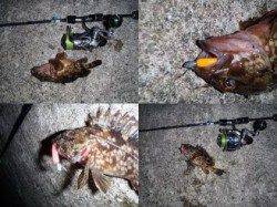 舞洲周辺でのメバリング釣果