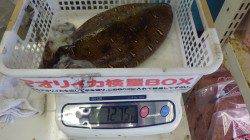 みなべ堺漁港で大きなモンゴイカ！