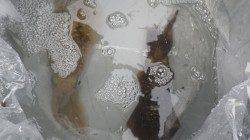 須江でヤエン釣り、キロアップ含む3杯の釣果☆