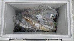 すさみ地磯 ヤエンでアオリイカ2kオーバー2ハイ