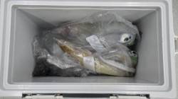 すさみ地磯 ヤエンでアオリイカ2kオーバー…