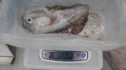白浜町笠甫 ヤエンでアオリイカの釣果