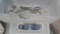 白浜町笠甫 ヤエンでアオリイカの釣果