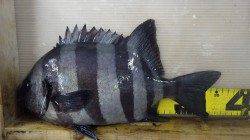 田辺天神崎、地元の中学生がフカセで36cmのサンバソウ☆