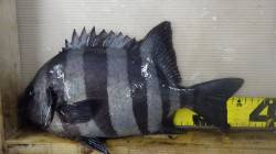 田辺天神崎、地元の中学生がフカセで36cm…