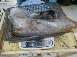 すさみ　ヤエンのアオリイカは2キロオーバー…