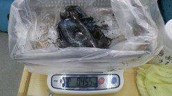 ★28日★白浜見草でのエギング釣果情報