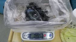 ★28日★白浜見草でのエギング釣果情報