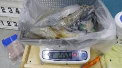 白浜富田袋でヤエンでアオリ2杯GET