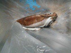 串本大島でルアー釣り、ヒラスズキ67cmとエギング釣果