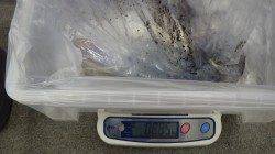 堺漁港 エギングでアオリイカ885g