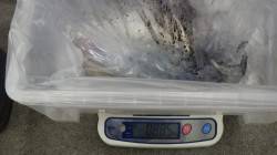 堺漁港 エギングでアオリイカ885g