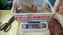 天神崎 ヤエンでアオリイカ合計1870g
