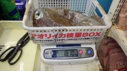 天神崎 ヤエンでアオリイカ合計1870g