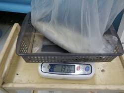 すさみ堤防でウキ釣り、アオリイカのキロアッ…