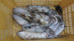 須江でヤエン、～1.8ｋｇを6杯で自己記録更新！