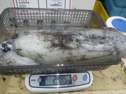 周参見地磯 ヤエンでアオリイカ2485gま…
