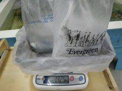 富田川河口 エギングでアオリイカ2ハイ