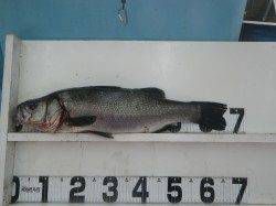 串本大島でルアー釣り、ヒラスズキ67cmとエギング釣果