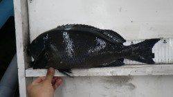 椿でメタボグレ４４ｃｍ♪