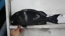 椿でメタボグレ４４ｃｍ♪