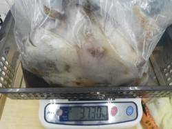 すさみ地磯 ヤエンでアオリイカ～1300g…