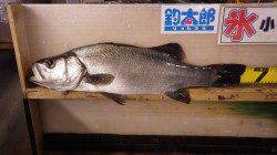 みなべ一本松で65cmオーバーのヒラスズキ