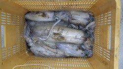 アオリイカが乗りっぱなし！！須江でのヤエン釣り