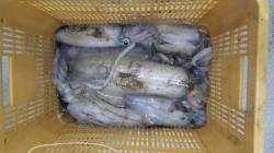 アオリイカが乗りっぱなし！！須江でのヤエン…