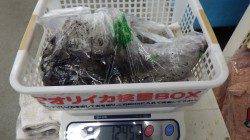 田辺天神崎 ヤエンでアオリイカ〜2,290g5ハイ